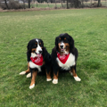 Picture of 100% Cotton Pet Bandanna