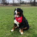 Picture of 100% Cotton Pet Bandanna