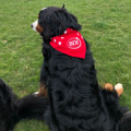 Picture of 100% Cotton Pet Bandanna